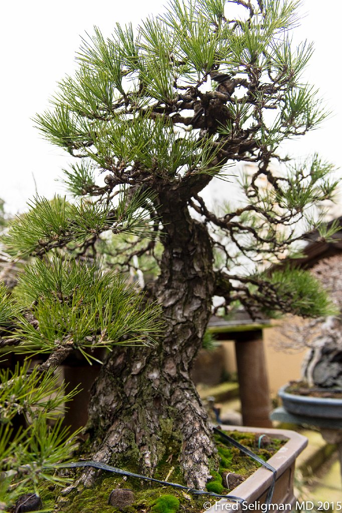 20150310_162410 D4S.jpg - Bonsai Museum and Gardens Tokyo, a famous garden more than 400 years old. Rare bonsai are more than 500 years old.
